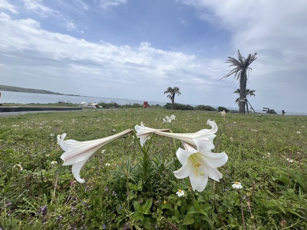 北海岸野百合盛開 邀您共賞花海美景 騎鐵馬 尋美食 低碳旅遊迎接初夏時光